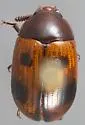 Diaperis californica