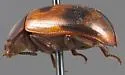 Diaperis californica - photo 2