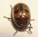 Diaperis californica - photo 4