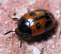 Diaperis maculata - Diaperis maculata