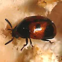 Diaperis maculata - photo 2