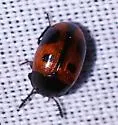 Diaperis maculata - photo 3