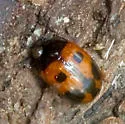 Diaperis maculata - photo 4