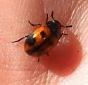 Diaperis maculata - photo 5