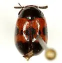Diaperis nigronotata