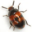 Diaperis nigronotata - photo 2