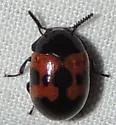Diaperis nigronotata - photo 3