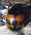 Diaperis nigronotata - photo 4
