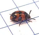 Diaperis nigronotata - photo 5