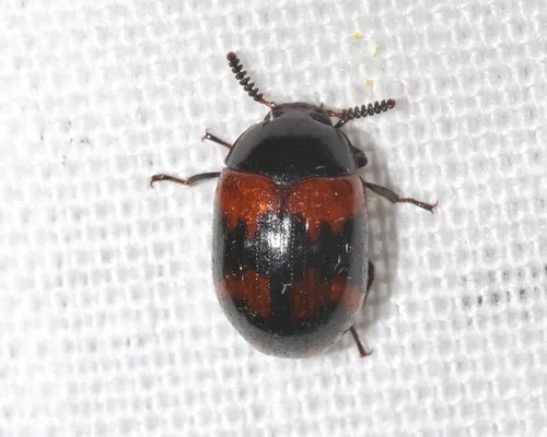 Diaperis rufipes