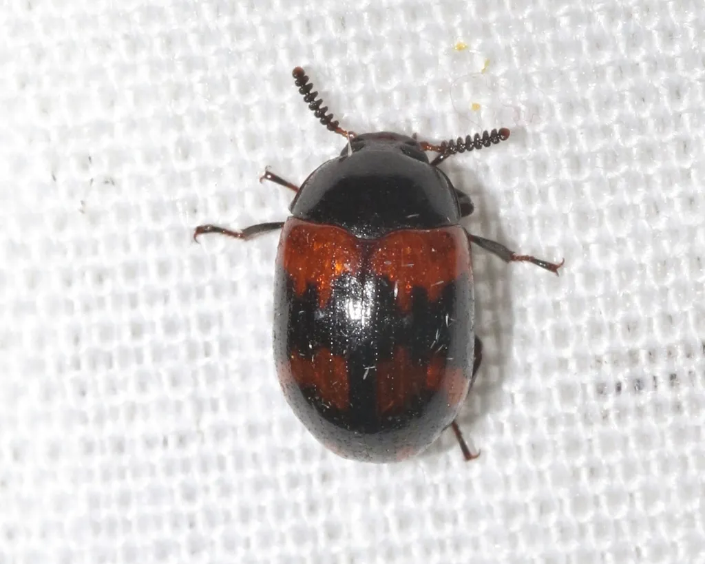 Diaperis rufipes - photo 2