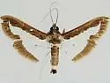 Diaphania elegans - Hodges#5207.1