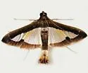 Diaphania elegans - Hodges#5207.1 - photo 2