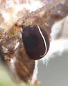 Cucumber Moth - Hodges#5207