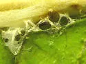 Cucumber Moth - Hodges#5207 - photo 2