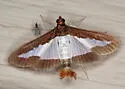 Cucumber Moth - Hodges#5207 - photo 4