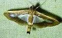 Diaphania infimalis - Hodges#5206 - photo 2