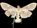 Diaphania lualis - Hodges#5208
