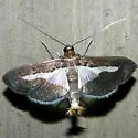 Diaphania Moth - Hodges#5205