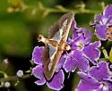 Diaphania Moth - Hodges#5205 - photo 2