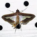 Diaphania Moth - Hodges#5205 - photo 3