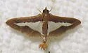 Diaphania Moth - Hodges#5205 - photo 4
