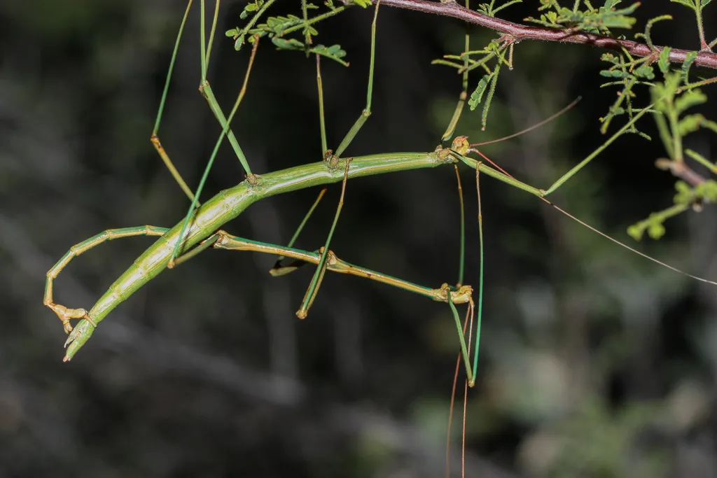 Arizona Walkingstick - photo 2