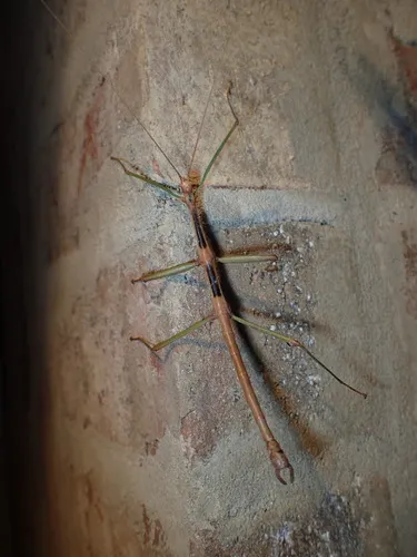 Carolina Walkingstick - photo 2