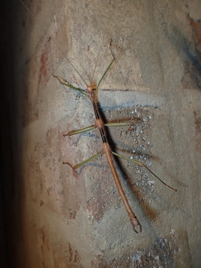 Carolina Walkingstick - photo 3