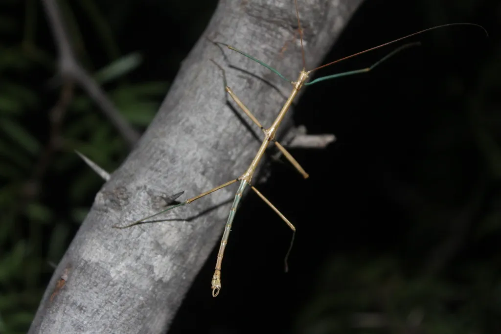Creosote Bush Walkingstick - photo 2