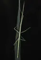 Diapheromera persimilis