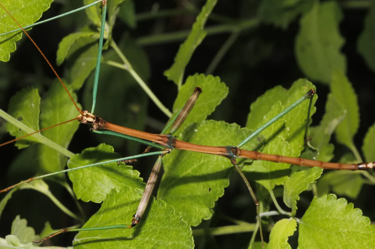 Tamaulipan Walkingstick