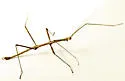 Diapheromera torquata - photo 2