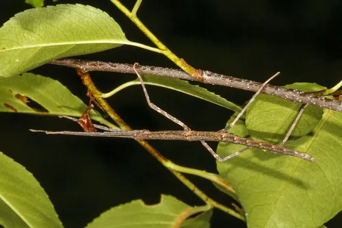 Common Walking Stick Insects - photo 2