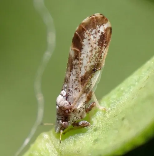 Asian Citrus Psyllid