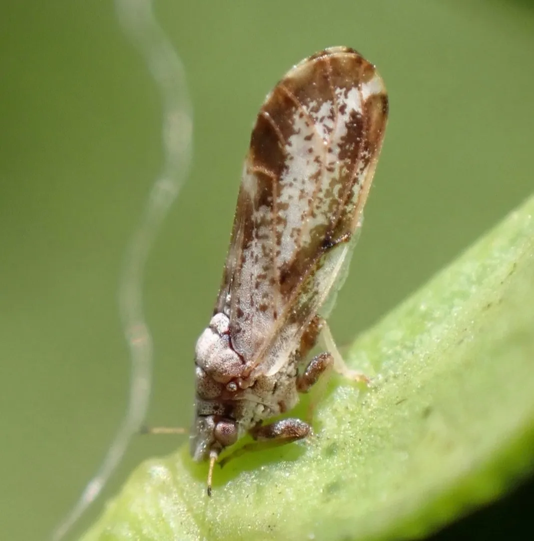 Asian Citrus Psyllid - photo 2