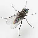 Diaphorus nigricans