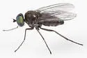 Diaphorus nigricans - photo 2