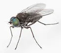 Diaphorus nigricans - photo 3