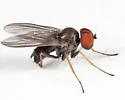 Diaphorus pseudopacus - photo 2