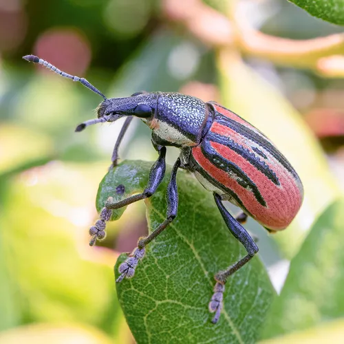 Diaprepes Root Weevil - Diaprepes abbreviatus