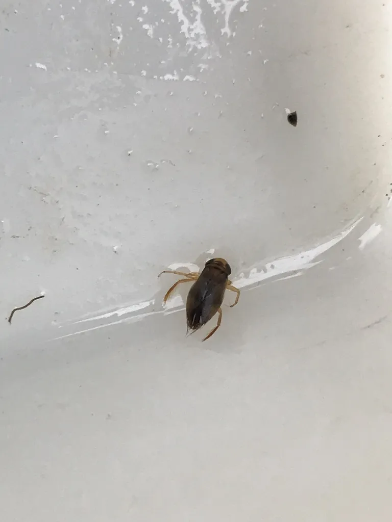 Diaprepocoridae - photo 2