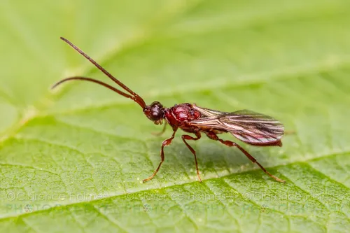 Diapriidae - photo 2
