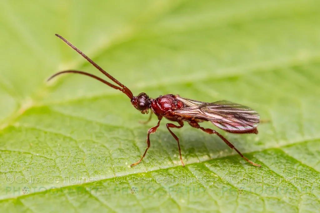 Diapriidae - photo 3