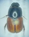 Diapterna hamata - photo 2