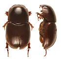 Diapterna pinguella