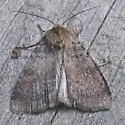 Diarsia dislocata - Hodges#10918