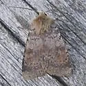 Diarsia dislocata - Hodges#10918 - photo 2