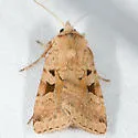 Diarsia esurialis - Hodges#10920