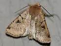 Diarsia esurialis - Hodges#10920 - photo 2